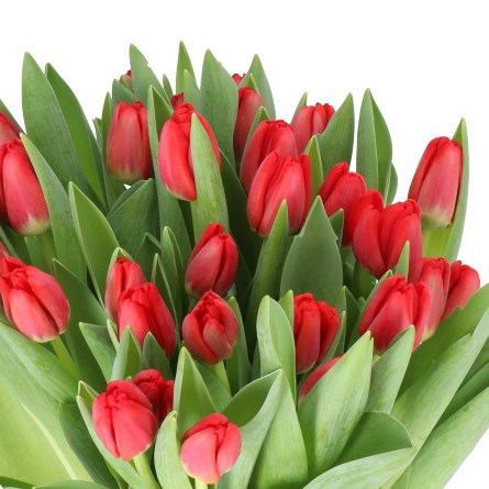 TULIPS ANTARCTICA FIRE