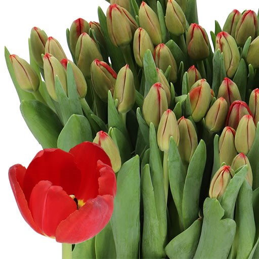 TULIPS ANTARCTICA LOVE