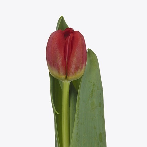 TULIPS ANTARCTICA LOVE