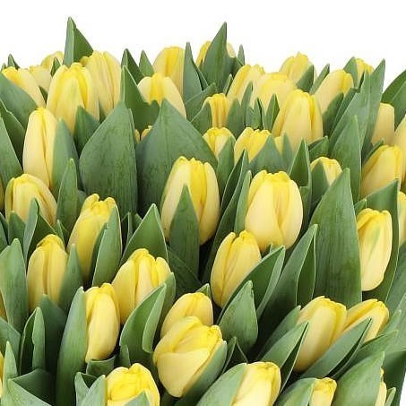 TULIPS ANTARCTICA SUN