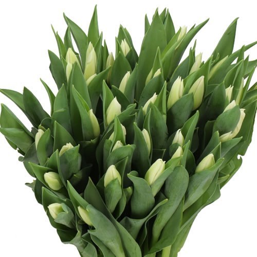 TULIPS ANTONOV