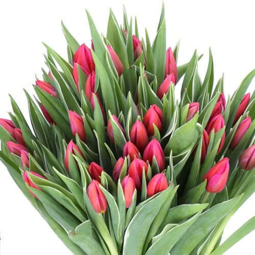 TULIPS APHRODITE