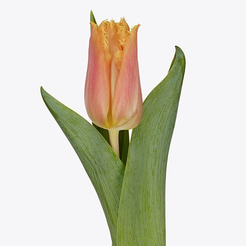 TULIPS APRICOT CRYSTAL