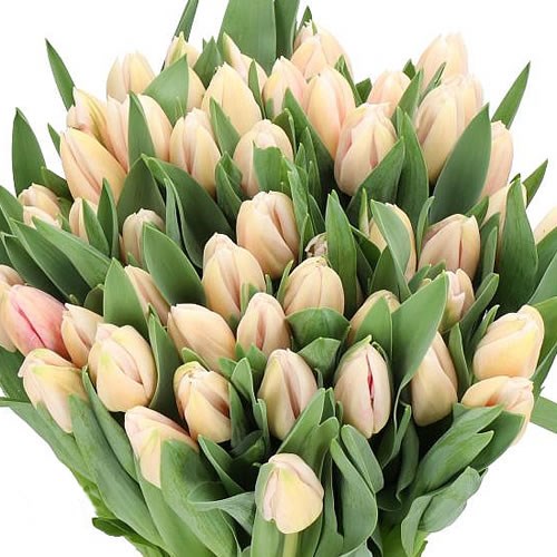TULIPS APRICOT GLOW
