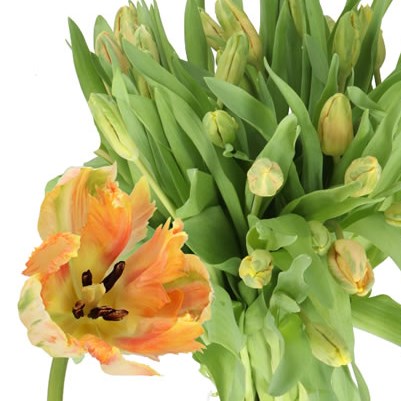 TULIPS APRICOT PARROT