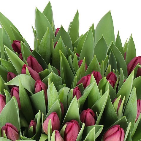 TULIPS ARCTIC DUET