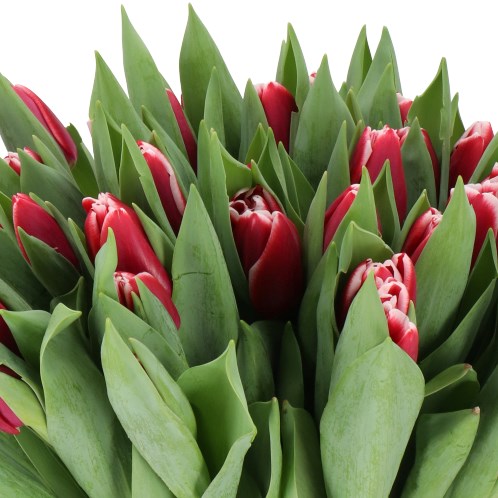 TULIPS ARMADA