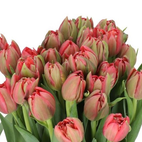 TULIPS ASIAN BEAUTY