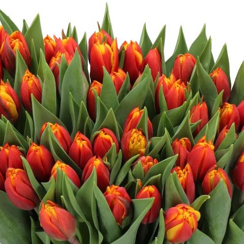 TULIPS ATLAS