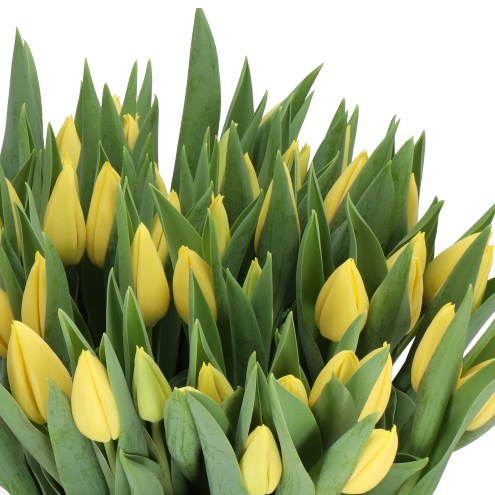 TULIPS AVOCADO