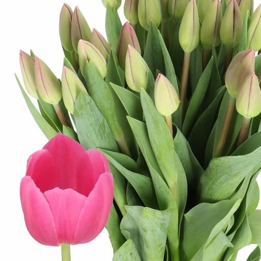 TULIPS BARCELONA