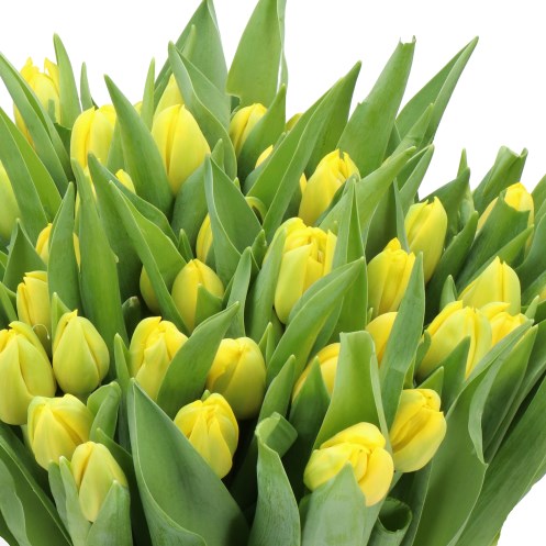 TULIPS BARTZELLA
