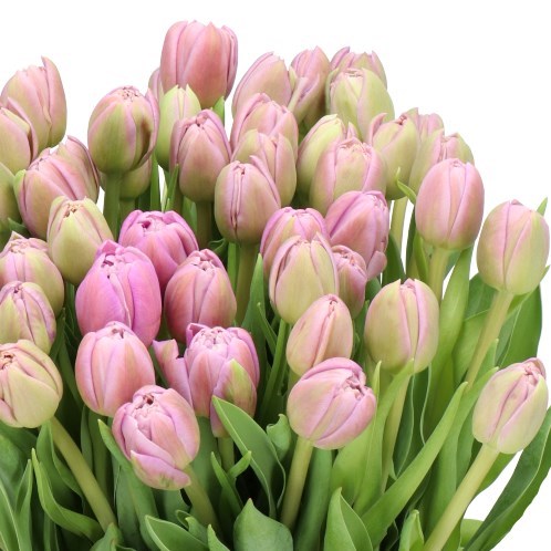 TULIPS BEACHBERRY