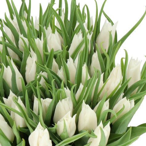 TULIPS BEAUTY AND ELEGANCE
