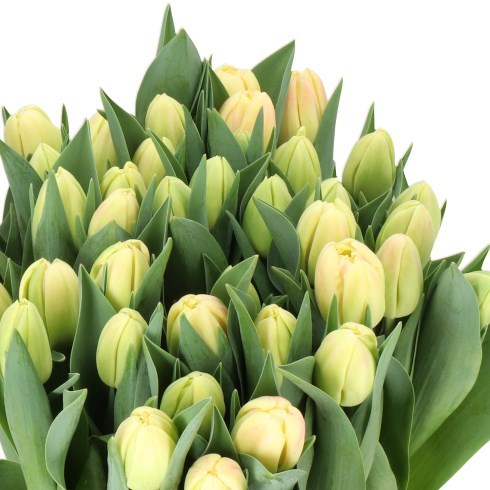 TULIPS BED OF ROSES