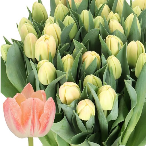 TULIPS BED OF ROSES