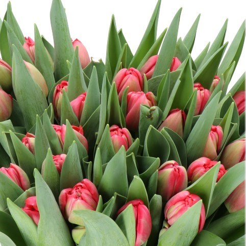 TULIPS BELGRAVIA