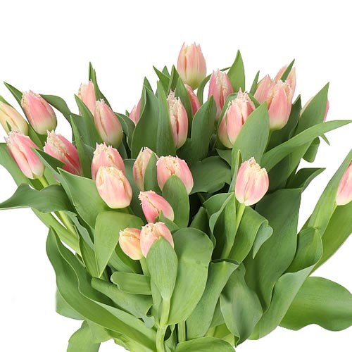 TULIPS BELL SONG