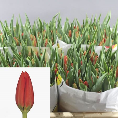TULIPS BEN FIRE
