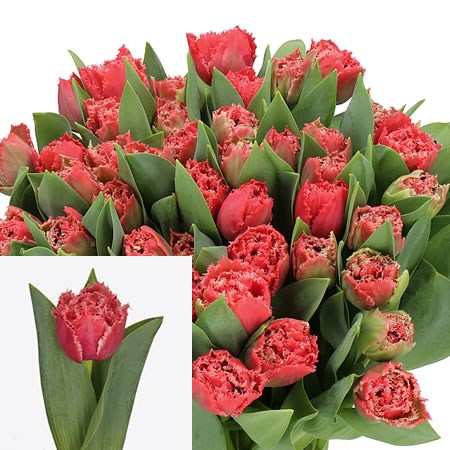 TULIPS BENDIGO