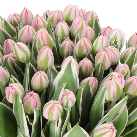 TULIPS BETH HART