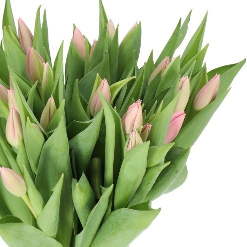 TULIPS BIG LOVE