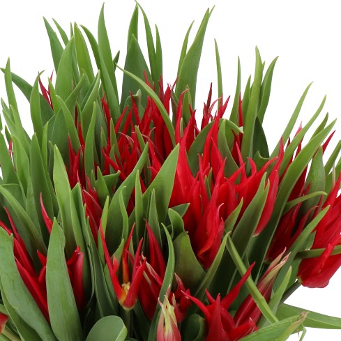 TULIPS BIKKEL