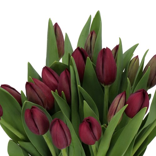 TULIPS BLACK BEAN