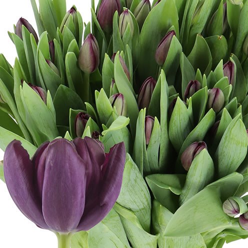 TULIPS BLACK JACK