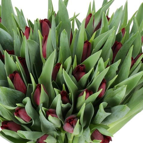 TULIPS BLACK MAMBA