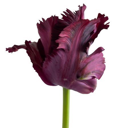 TULIPS BLACK PARROT