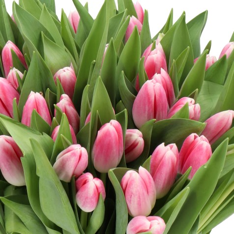TULIPS BLUSH WHISPER