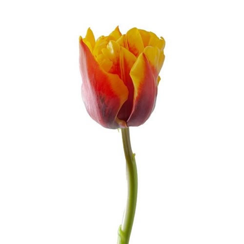 TULIPS BOB MARLEY