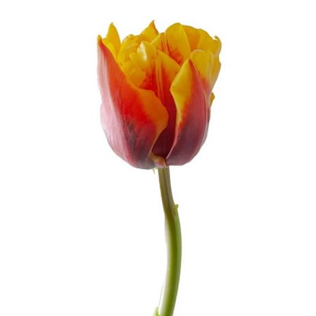 TULIPS BOB MARLEY