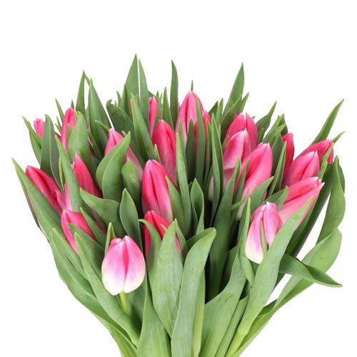 TULIPS BOLROYAL PINK