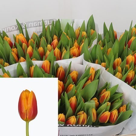 TULIPS BOMBITA