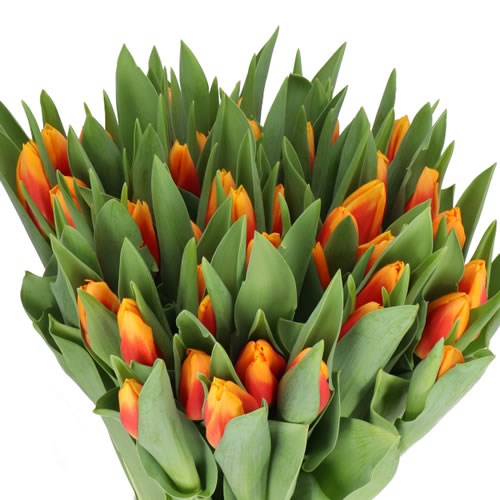 TULIPS BOMBITA
