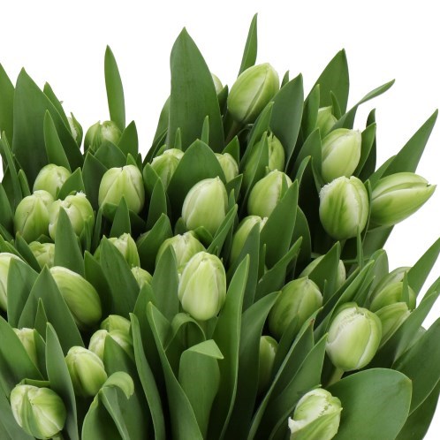 TULIPS BOOTCAMP