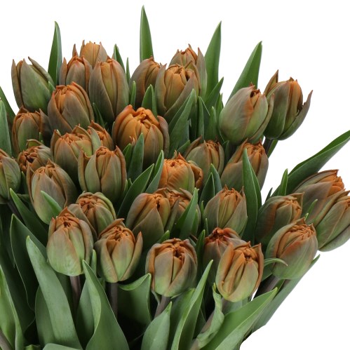 TULIPS BRAZIL