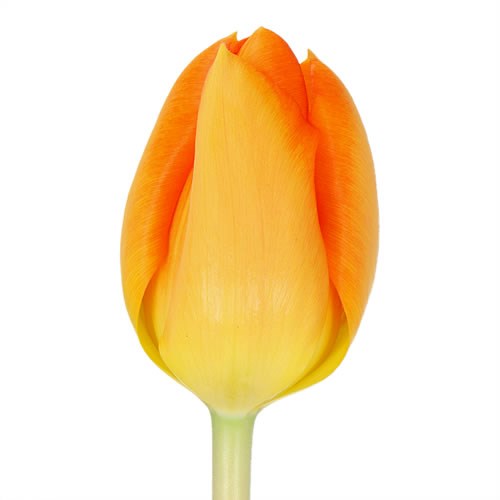 TULIPS BRIGHT SIDE