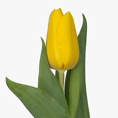 TULIPS BRIGHT SUN