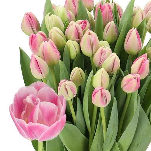 TULIPS BRINDISI