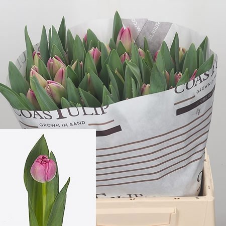 TULIPS BRINDISI