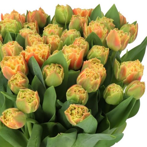 TULIPS BRISBANE