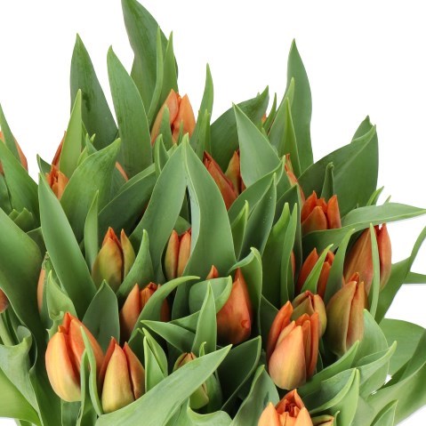 TULIPS BROWN SUGAR