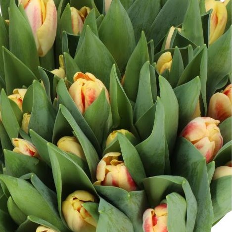 TULIPS BUCKINGHAM