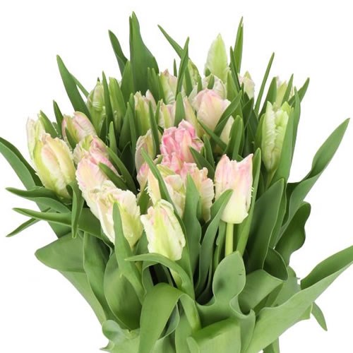 TULIPS CABANNA (PARROT)