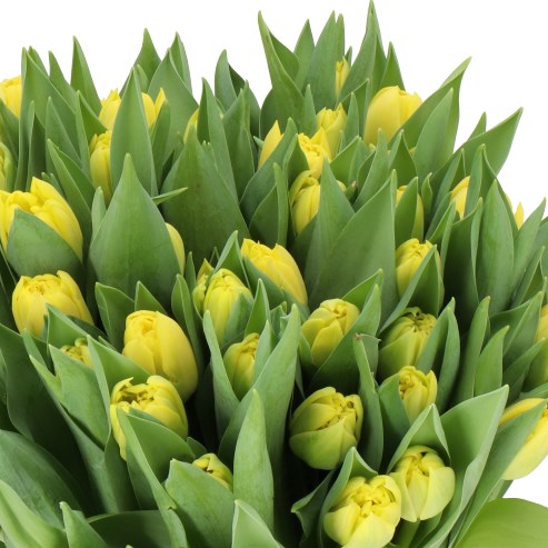 TULIPS CADENZA
