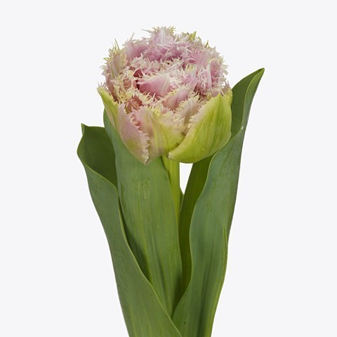TULIPS CAIRNS