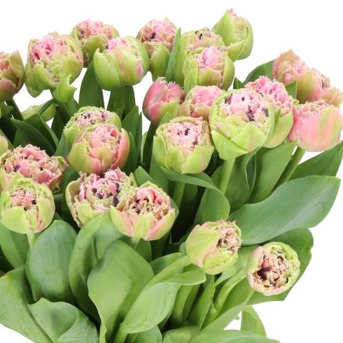 TULIPS CAIRNS